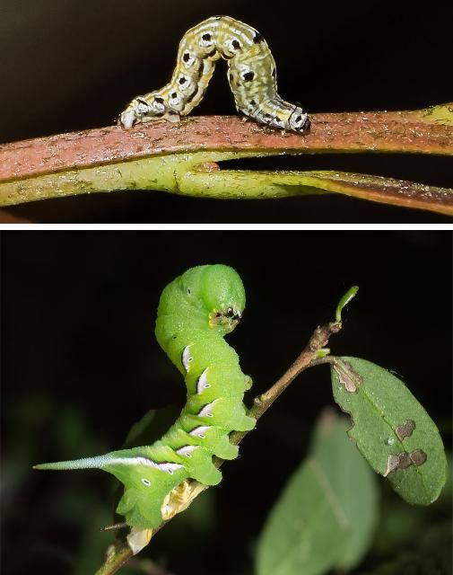 Figure 9. Two other caterpillars known to feed on yaupon holly, Ilex vomitoria, are Episemasia solitaria (left) and Dolba hyloeus with signs of feeding (right).