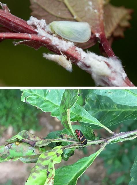 Figure 11. Flatid planthoppers feeding on a shrub stem with abundant waxy flocculant material (left) and twolined spittlebug with feeding damage on a different Ilex species (right).