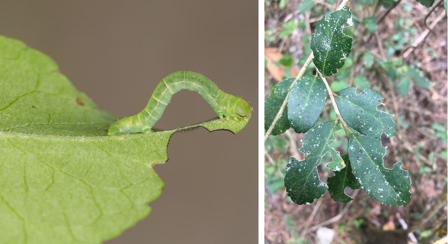 Figure 8. Holly looper (Ilexia intractata) caterpillar (left), and caterpillar feeding damage on yaupon holly (right).