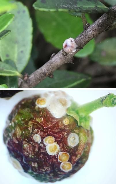Figure 10. Scale insects, Ceroplastes sp. (left) and Hemiberlesia lataniae (right), on yaupon holly, Ilex vomitoria.