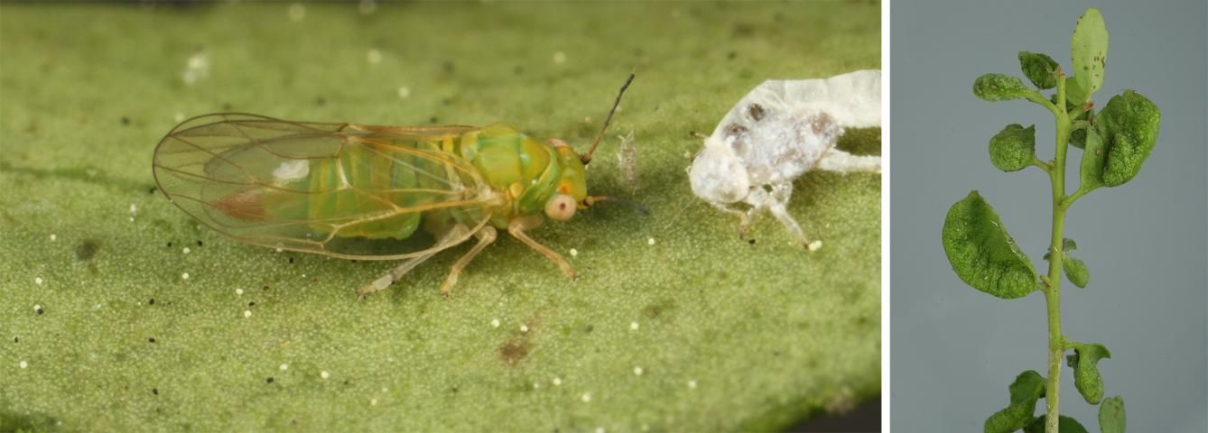 Figure 5. Adult yaupon psyllid, Gyropsylla ilecis, on a yaupon leaf (left) and associated galls on yaupon holly, Ilex vomitoria (right).