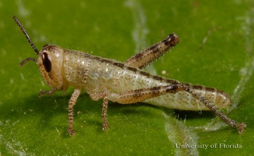 Figure 7. Second instar nymph of the American grasshopper, Schistocerca americana (Drury).