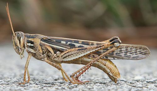 Figure 1. Adult American grasshopper, Schistocerca americana (Drury).