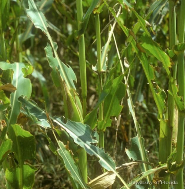 Figure 14. Partial defoliation of foliage along edge of corn field in Gilchrist County, Florida. Damage by the American grasshopper, Schistocerca americana (Drury), tends to be concentrated along field margins, at least initially.