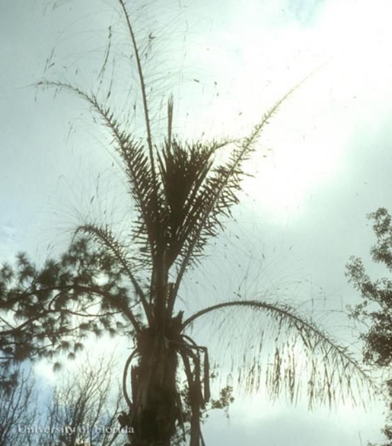Figure 13. Fronds on palm tree almost completely defoliated by American grasshopper, Schistocerca americana (Drury), during grasshopper outbreak in Dade City, Florida.
