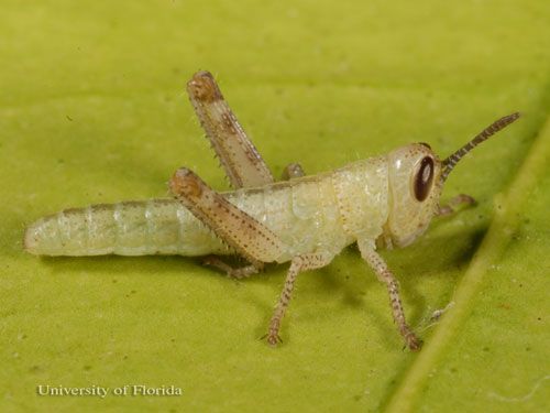 Figure 6. First instar nymph of the American grasshopper, Schistocerca americana (Drury).