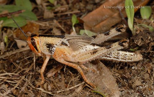 Figure 11. Sixth instar nymph of the American grasshopper, Schistocerca americana (Drury).