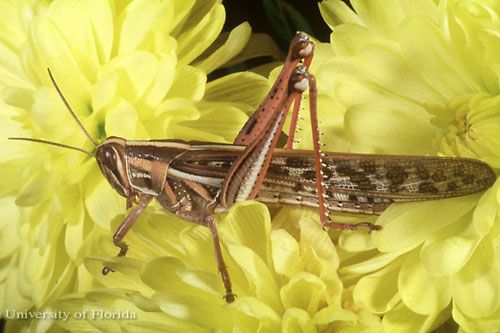 Figure 2. Adult American grasshopper, Schistocerca americana (Drury).