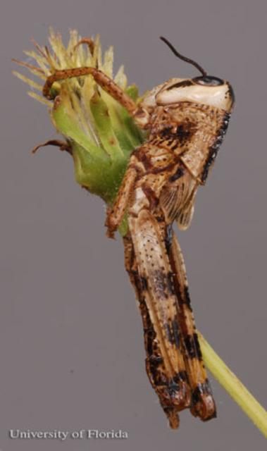 Figure 18. Immature nymph of the American grasshopper, Schistocerca americana (Drury), killed by the fungus Entomophaga grylli.
