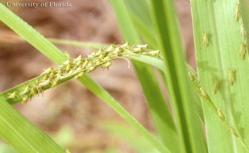 Figure 4. Aggregation of newly hatched first instars of American grasshopper, Schistocerca americana (Drury), resting on blades of grass.