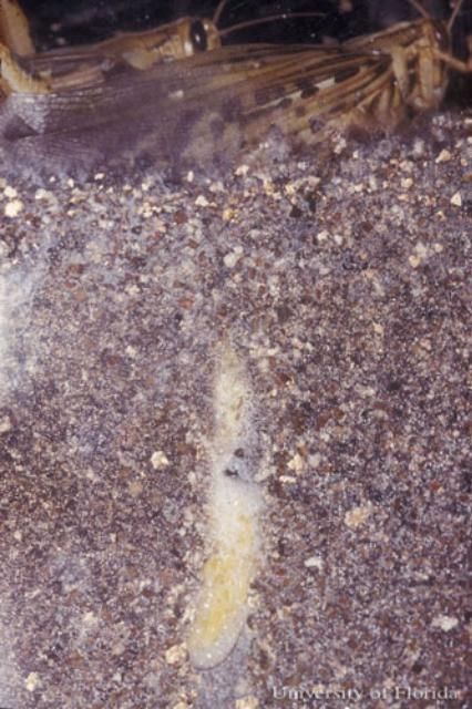 Figure 3. Adult female American grassshopper (top portion of image), Schistocerca americana (Drury), depositing an egg pod (bottom portion of image) in the soil. The eggs are tinted yellow-orange and are concentrated at the bottom of the egg pod. The young grasshoppers, once they hatch, are able to attain the soil surface by chewing through the frothy material that the female deposits atop the egg pod.