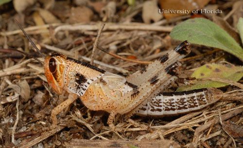 Figure 10. Fifth instar nymph of the American grasshopper, Schistocerca americana (Drury).