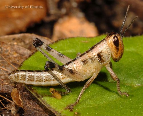 Figure 8. Third instar nymph of the American grasshopper, Schistocerca americana (Drury).