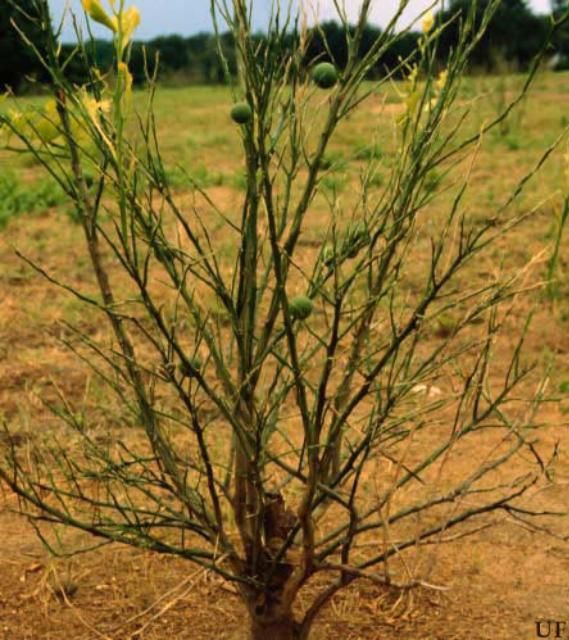 Figure 12. Feeding damage to a young citrus tree caused by the American grasshopper, Schistocerca americana (Drury).