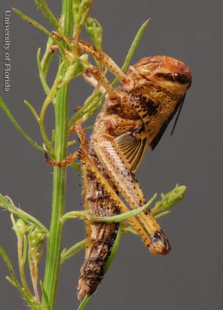 Figure 17. Immature nymph of the American grasshopper, Schistocerca americana (Drury), killed by the fungus Entomophaga grylli.