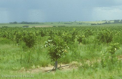 Figure 15. Young citrus grove lacking good weed control practices, Lake County, Florida. The weedy growth shown here is conducive to grasshopper population growth. Mowing would alleviate this problem.