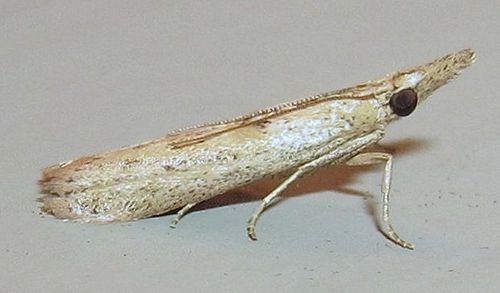 Figure 1. The alligatorweed stem-borer moth, Arcola malloi Pastrana.