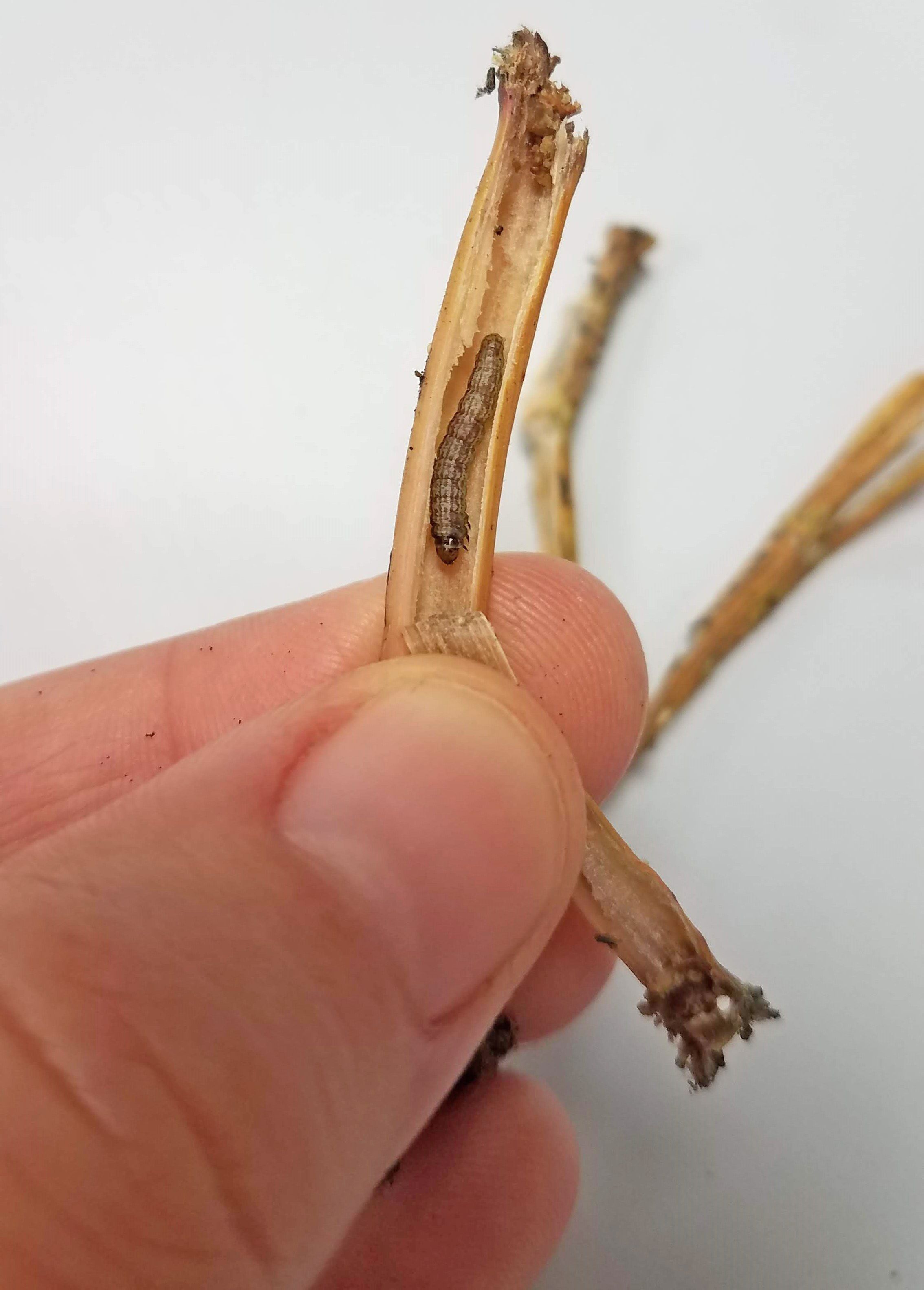 Figure 3. Larva and pupa of the alligatorweed stem borer, Arcola malloi Pastrana.