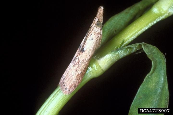 Figure 4. Arcola malloi Pastrana adults are small, tan moths that hold their wings close to the body when at rest.