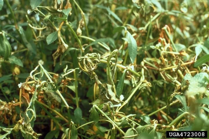 Figure 6. Alligatorweed stems damaged internally by the larvae of Arcola malloi Pastrana wilt, turn yellow, and die.