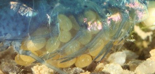 Figure 4. Cherry shrimp, Neocaridina davidi (Bouvier), eggs being held by a female shrimp.