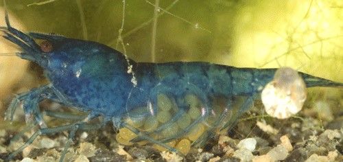 Figure 3. A female cherry shrimp, Neocaridina davidi (Bouvier), with eggs.