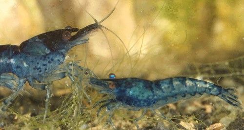 Figure 2. Blue color morph of Neocaridina davidi (Bouvier).