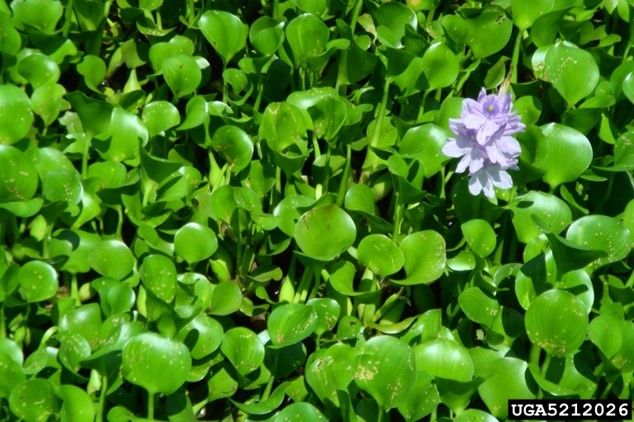 Figure 4. Water hyacinth, Pontederia crassipes Mart., plants.