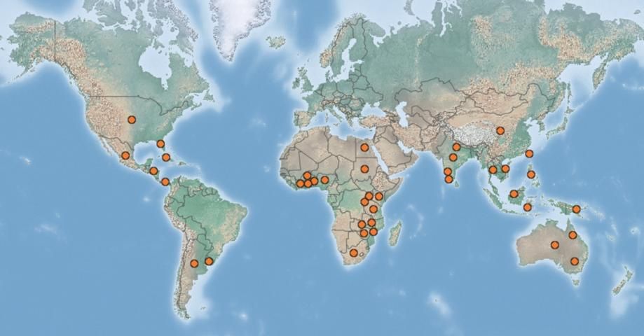 Figure 3. Map showing global distribution of chevroned water hyacinth weevil, Neochetina bruchi Hustache. Orange dots represent areas with reported occurrence of chevroned water hyacinth weevil.