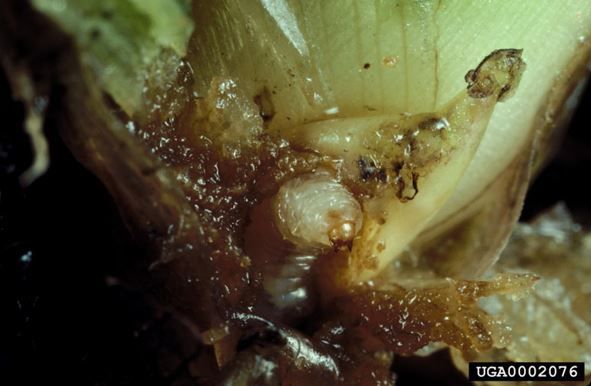 Figure 2. Late-stage larva of Neochetina sp. feeding at the base of leaf petiole of water hyacinth, Pontederia crassipes Mart.