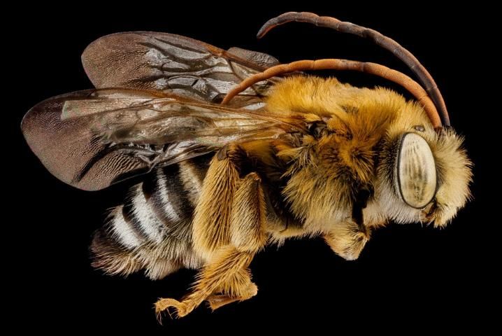 Figure 1. The common long-horned bee, Melissodes communis (Cresson), is known for its antennae that can extend all the way to its abdomen.