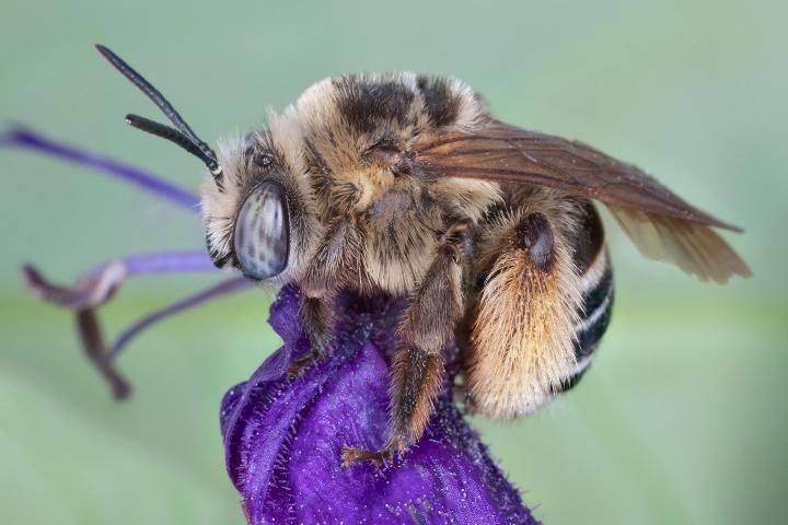Figure 3. Female long-horned bees, Melissodes communis Cresson, are known to have extremely hairy scopas located on their lower back abdomen.