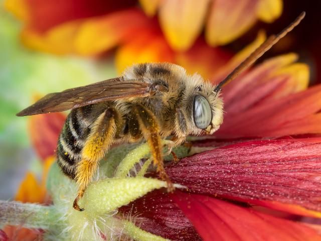 Figure 5. A male common long-horned bee, Melissodes communis Cresson on the North American wildflower Gaillardia pulchella Fouger.