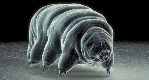 Figure 1. Image of a tardigrade done with electron microscopy.