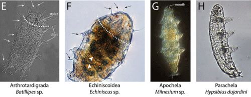 Figure 5. Different morphological features of different tardigrade species. Dashed lines indicate estimated head size.