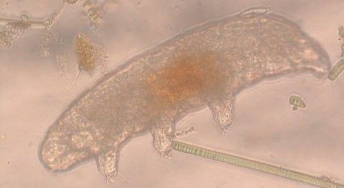Figure 2. Image of Antarctic tardigrade collected near Lake Fryxell.