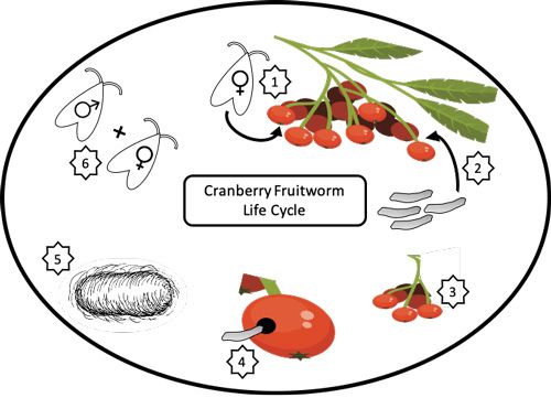 Figure 2. Diagram of the cranberry fruitworm, Acrobasis vaccinii Riley, life history. 1) Female lays eggs at the bottom (calyx) end of the fruit. 2) Larvae hatch and enter the fruit at the stem end. 3) Larvae consume 3 to 8 berries during development. 4) Larvae exit host fruit and form a hibernaculum (cocoon). 5) Larvae pupate inside the cocoon. 6) Adult moths emerge and find mates.