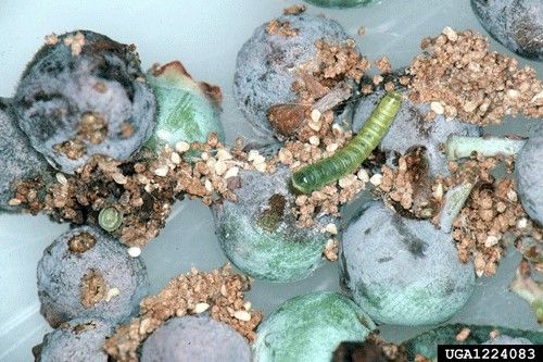 Figure 3. Cranberry fruitworm, Acrobasis vaccinii Riley, larva feeding on a cluster of rabbit-eye blueberry fruit (Vaccinium virgatum Ait.) (dorsal view).