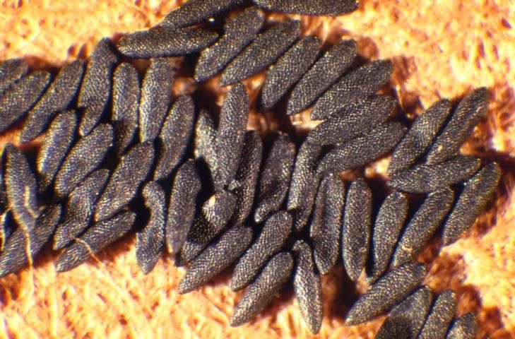 Figure 4. The eggs of Aedes mosquitoes are small (0.5 mm in length), black, and cigar shaped.