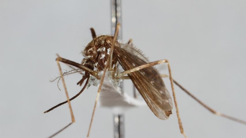 Figure 6. In addition to the golden stripes on the scutum, black and white scales on the sides of the thorax, and black and white banding on the legs, are useful in distinguishing Aedes japonicas (Theobald) from native mosquito species in North America.