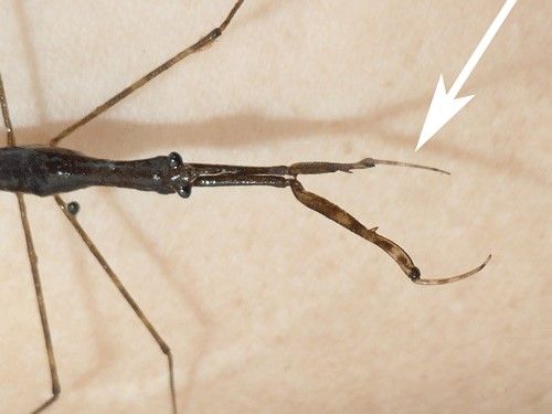 Figure 3. Water stick-insect, Ranatra australis (Fabricius), and its specialized raptorial forelimbs.
