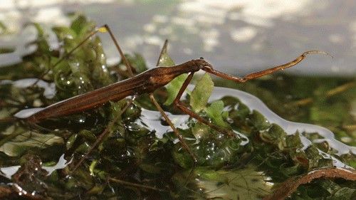 Figure 1. Adult water stick-insect, Ranatra linearis (L.).