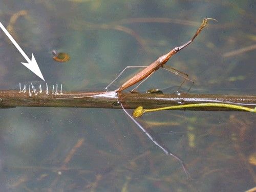 Figure 4. Water stick-insect, Ranatra linearis (L.), laying eggs.