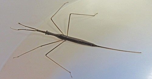 Figure 2. Adult water stick-insect.
