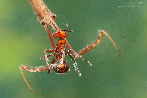 Figure 5. Water stick-insect, Ranatra linearis (L.), preying on an ant found on the water's surface.