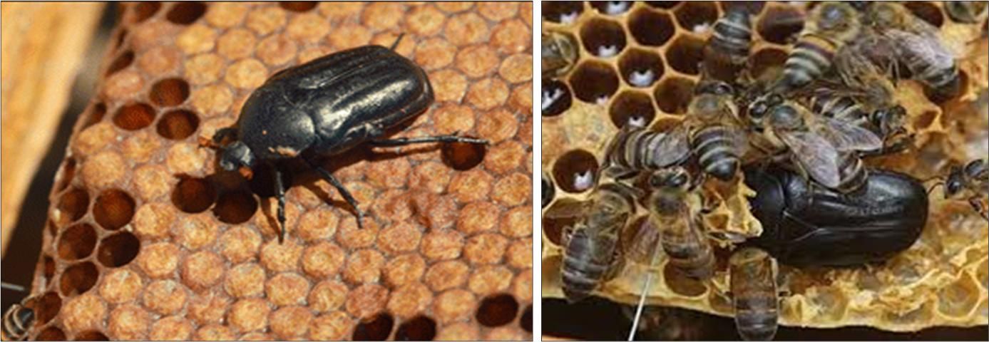 Figure 1. Adult large African hive beetles, Oplostomus fuligineus (Olivier), on honey bee comb.