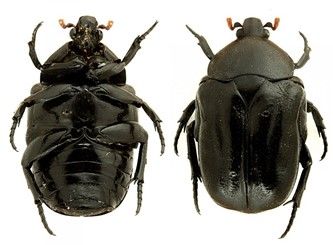 Figure 3. Adult large African hive beetles, Oplostomus fuligineus (Olivier), (left) ventral view, (right) dorsal view.