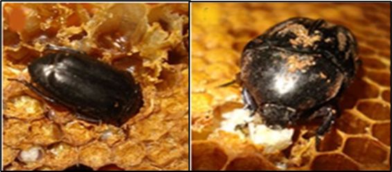 Figure 5. Adult large African hive beetle, Oplostomus fuligineus (Olivier), (left) beetle burrowed deep into comb while feeding on brood, (right) beetle feeding on honey bee brood on comb surface.