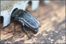 Figure 6. Adult large African hive beetle, Oplostomus fuligineus (Olivier), is prevented from entering a colony by a beetle guard installed by a beekeeper.