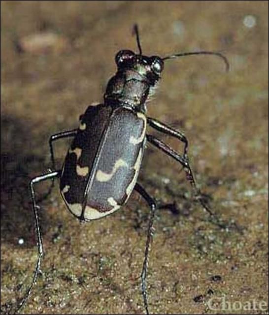 Figure 6. Cicindela repanda Dejean